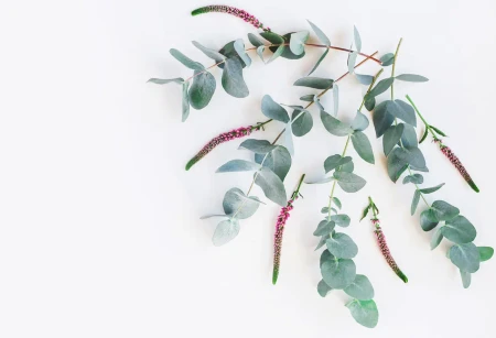 Eukalyptuszweige mit zarten Blüten als natürliche Inspiration für Hochzeitseinladungen zum Selbstgestalten