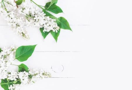 Weiße Fliederblüten auf hellem Holz als romantischer Hintergrund für Hochzeitskarten