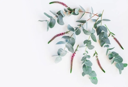 Eukalyptuszweige mit zarten Blüten als natürliche Inspiration für Hochzeitseinladungen zum Selbstgestalten